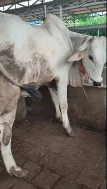 sapi potong 350kiloan PO ongole siap hajatan nazar sedekahan syukuran