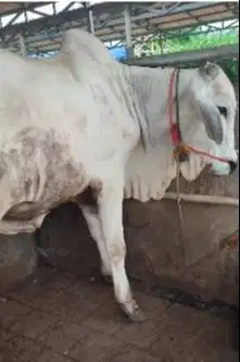 sapi potong 350kiloan PO ongole siap hajatan nazar sedekahan syukuran