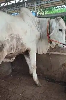 sapi potong 350kiloan ras PO Ongole layaj nazar hajatan sedekahan puas
