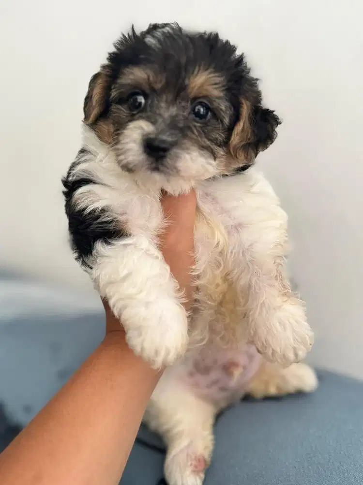 Anjing yorkie mix poodle jantan