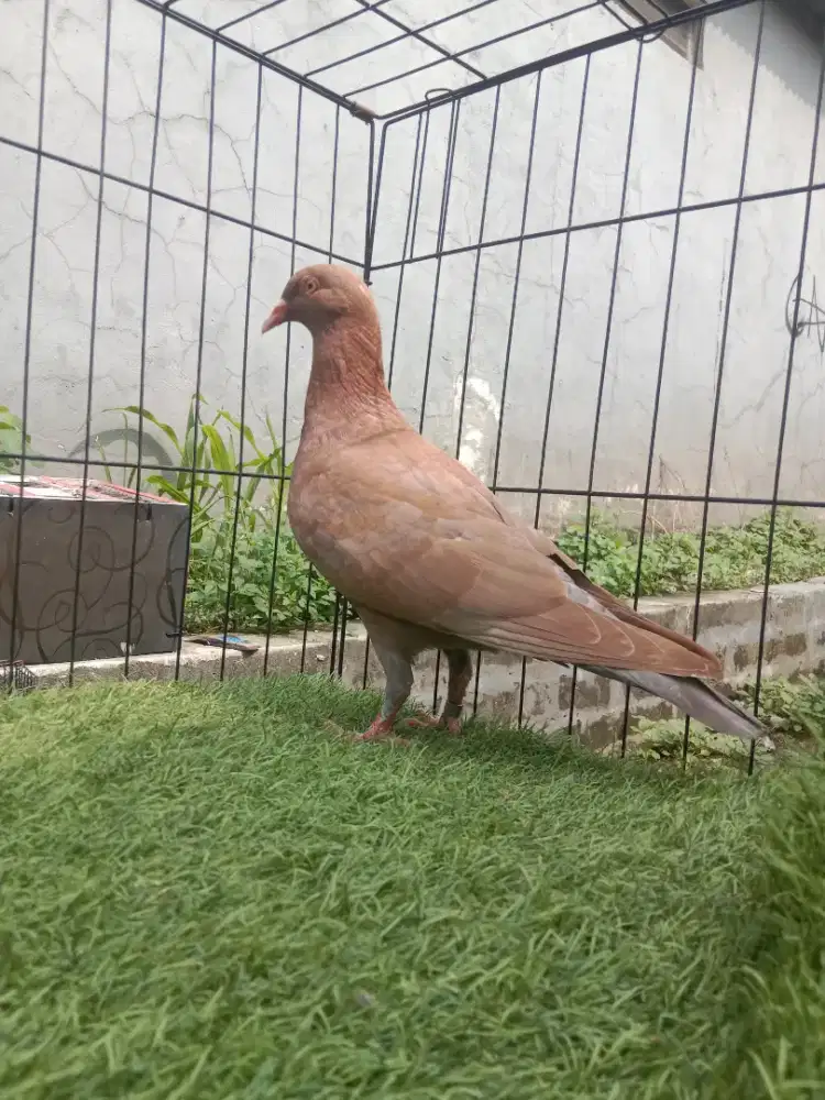 Burung Dara Merpati