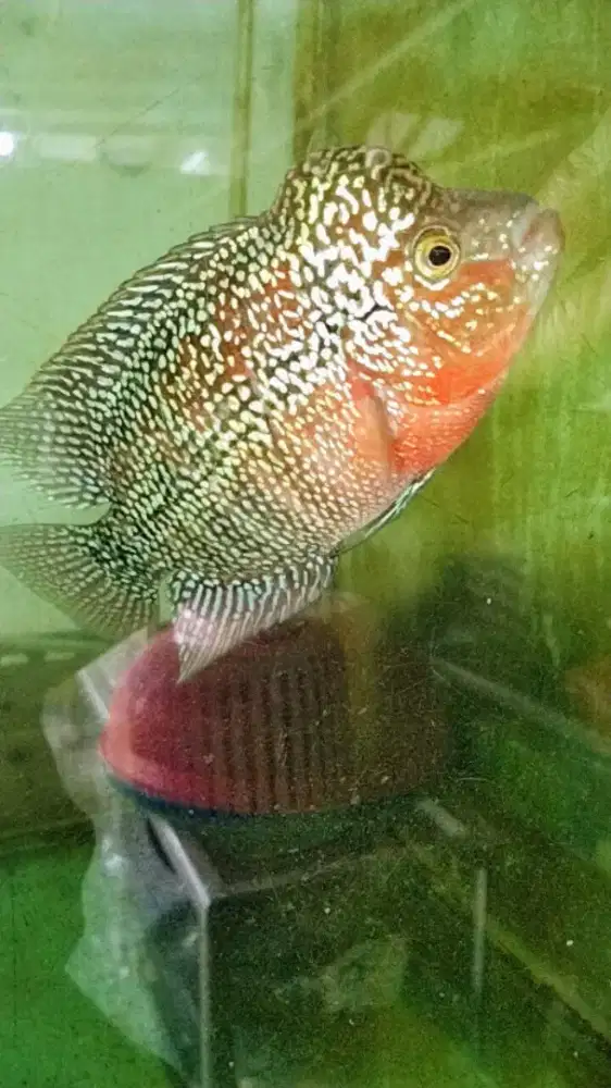 Louhan kamfa jenong