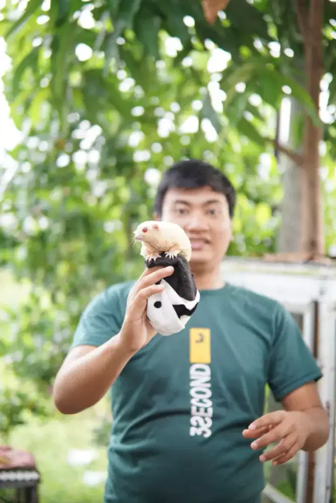 Sugar glider albino raja murah