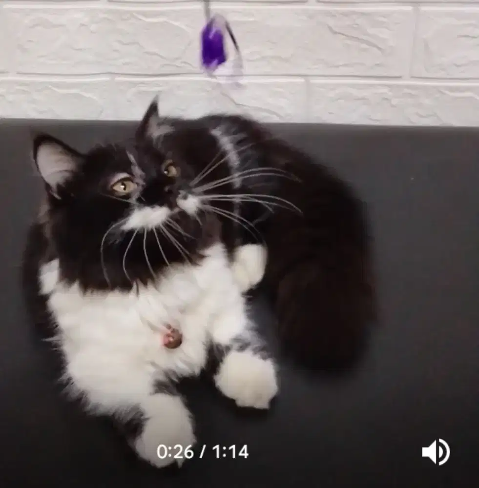 Munchkin/cebol Jantan usia 4 bln