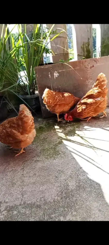 4 Ayam petelur siap produksi
