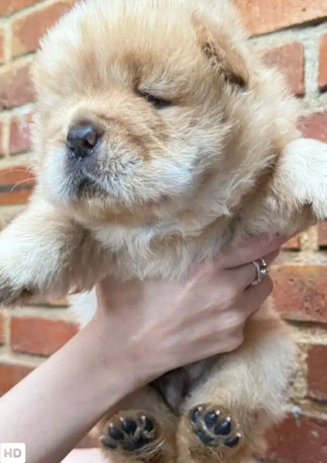 Chow chow puppies