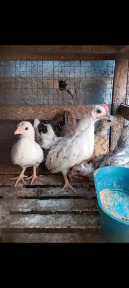 JUAL AYAM KATE HIAS