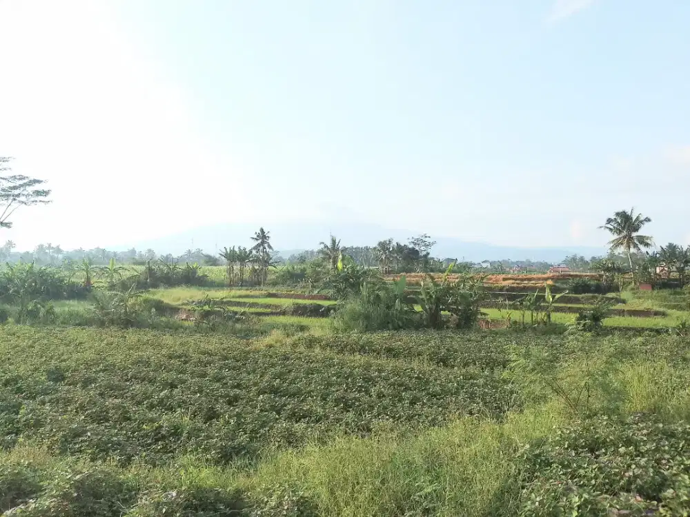 Tanah pinggir jalan jual cepat di ciampea bogor