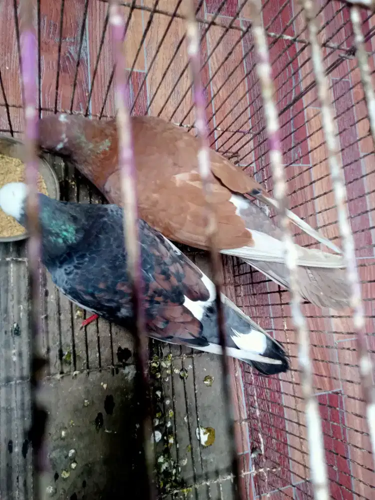 Burung dara sepasang