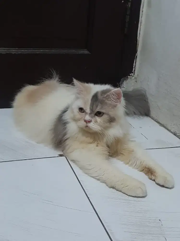 Open adop kucing anabul betina persia flat nose long hair bu