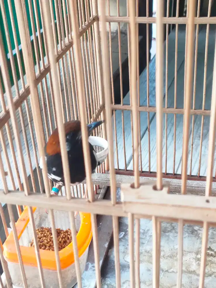 Burung Anis Kembang Ring Malang