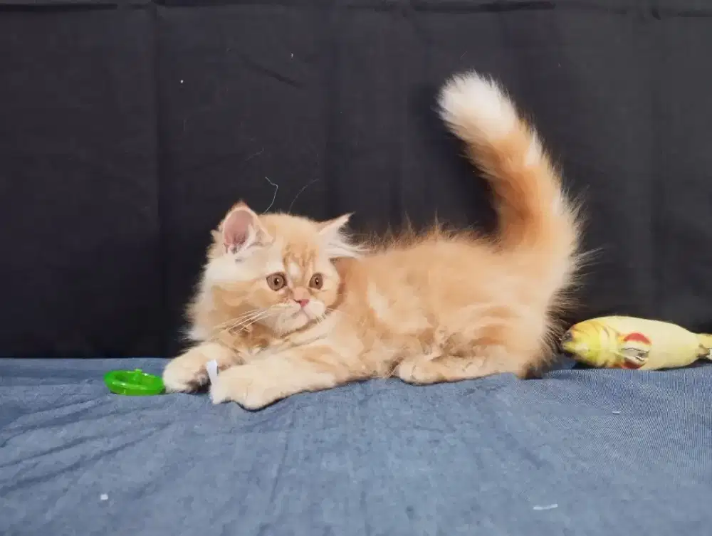 Kitten Persia longhair