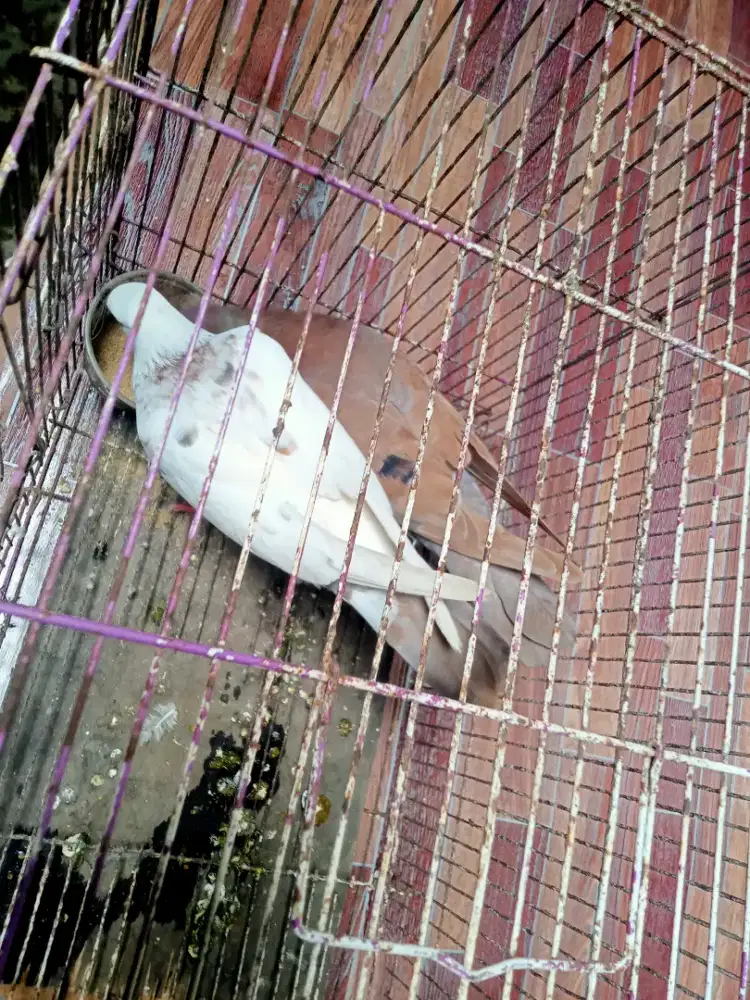 Burung dara sepasang