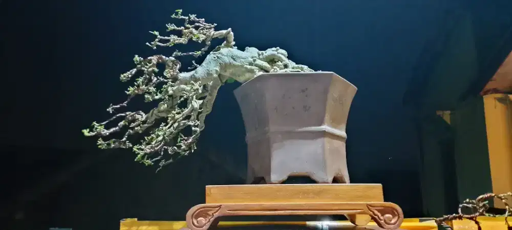 Bonsai anting putri siap untuk kontes nasional
