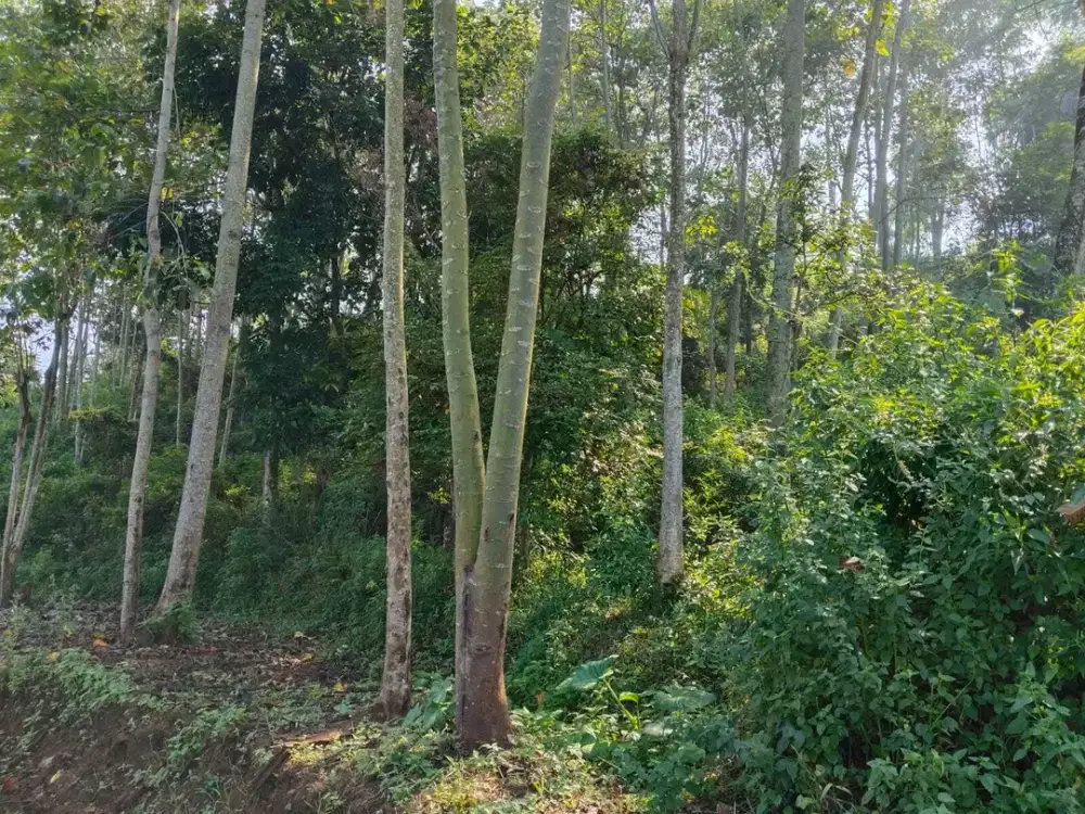 Dijual lahan perkebunan di dekat kecamatan arjasari Kab Bandung