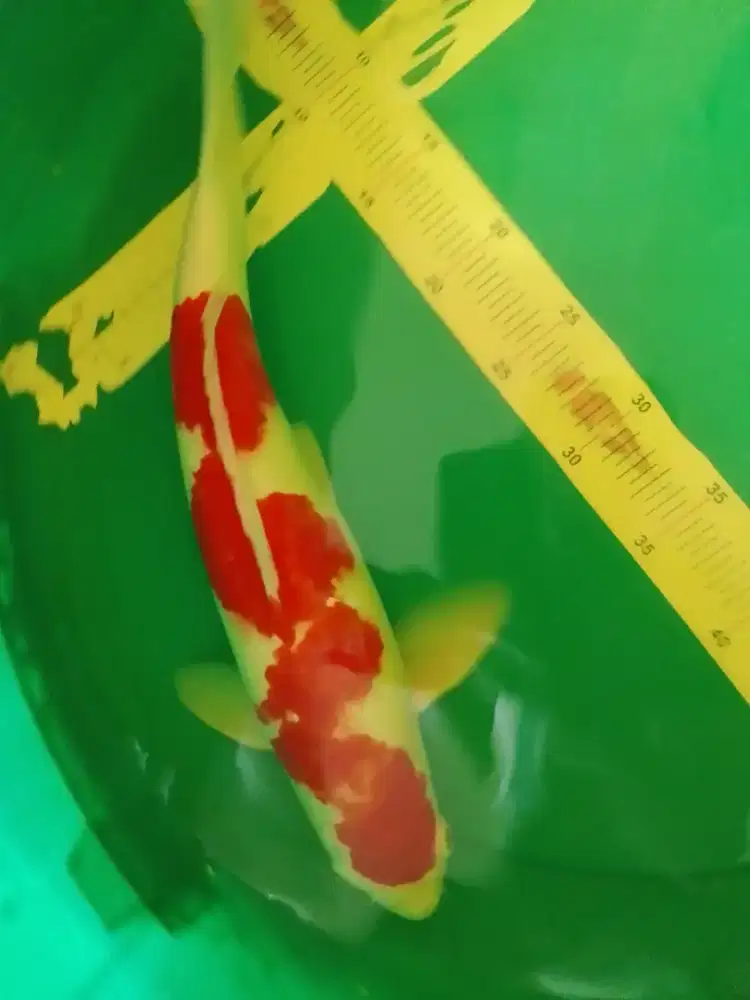 Ikan koi jenis Kohaku 47cm jantan warna merah