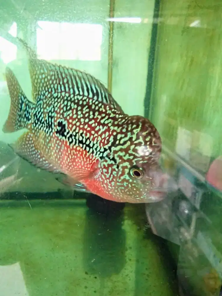 Louhan kamfa two tone mata putih