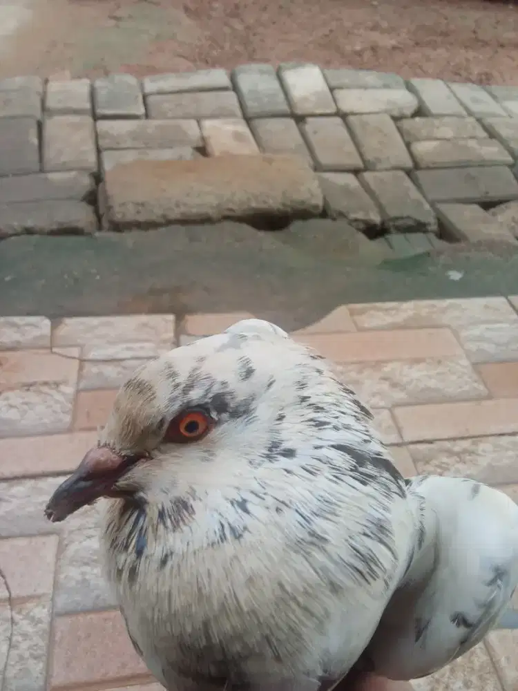 Jual burung merpati