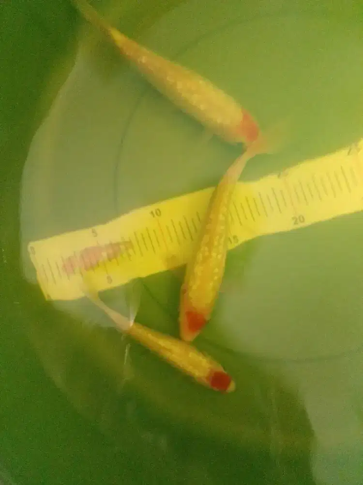 Ikan koi jenis Tancho Ginrin antik 17cm