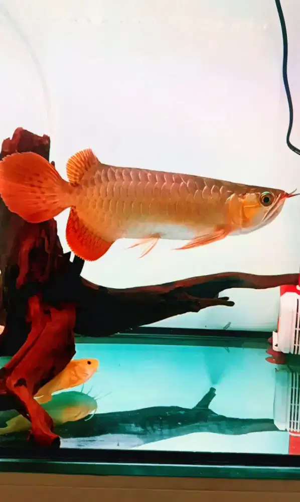 Ikan arwana super red