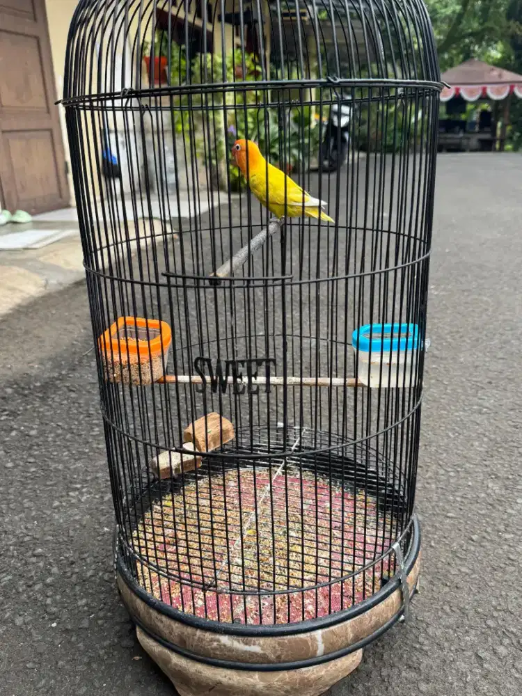 Lovebird fulset