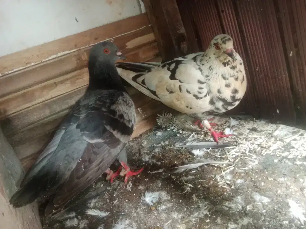 Jual burung dara sepasang