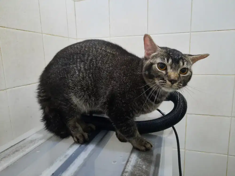 Kucing mix EXO-BSH