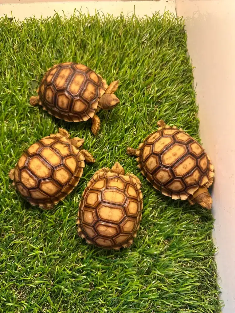 sulcata 6,5cm mulus rakus sehat