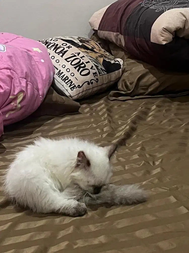 Dijual kitten himalayan