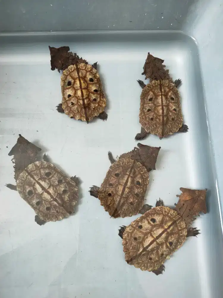Mata Mata Peruvian Turtle 7-7,5 cm