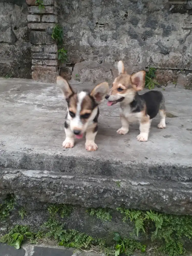 Anakan corgi male