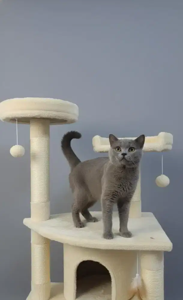British Shorthair jantan