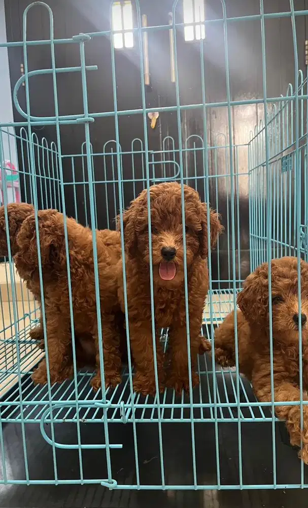 Anjing toy poodle