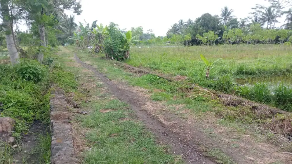 Tanah murah luas 557m2 diutara jejamuran atau barat jl palagan km 16