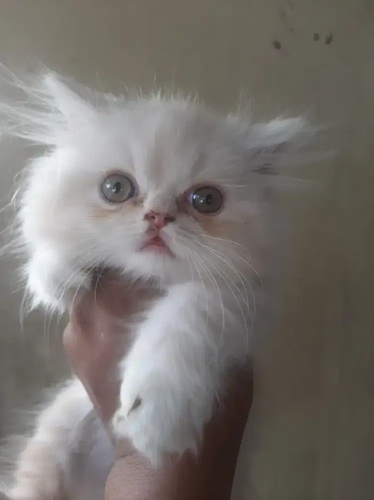 Kucing persia kitten