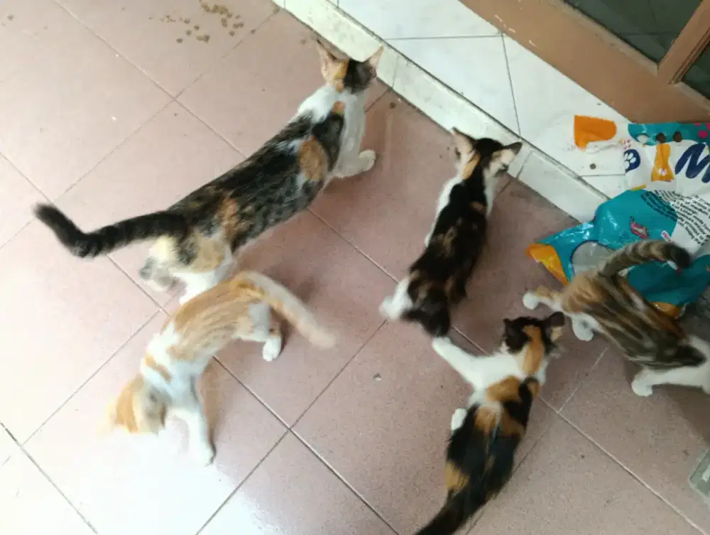 Anak kucing lokal