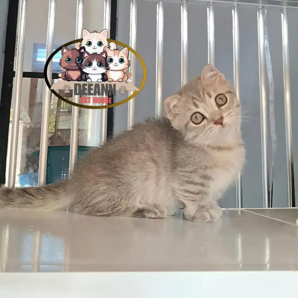 Kucing Munchkin BSH Gaelic Silver Tabby