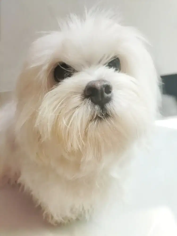 Dicari ART Nginep tidak takut anjing