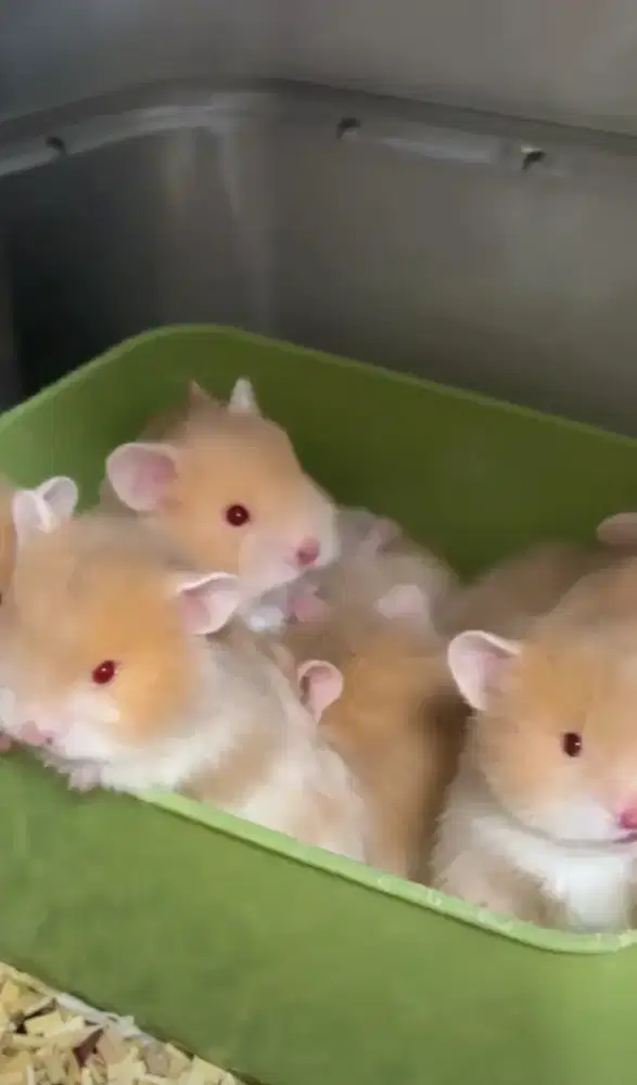 Hamster syrian teddy long dan short hair