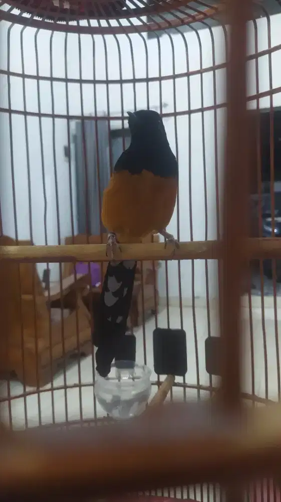 Burung murai balak 6 FSBurung