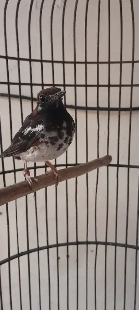 Burung Anis kembang betina