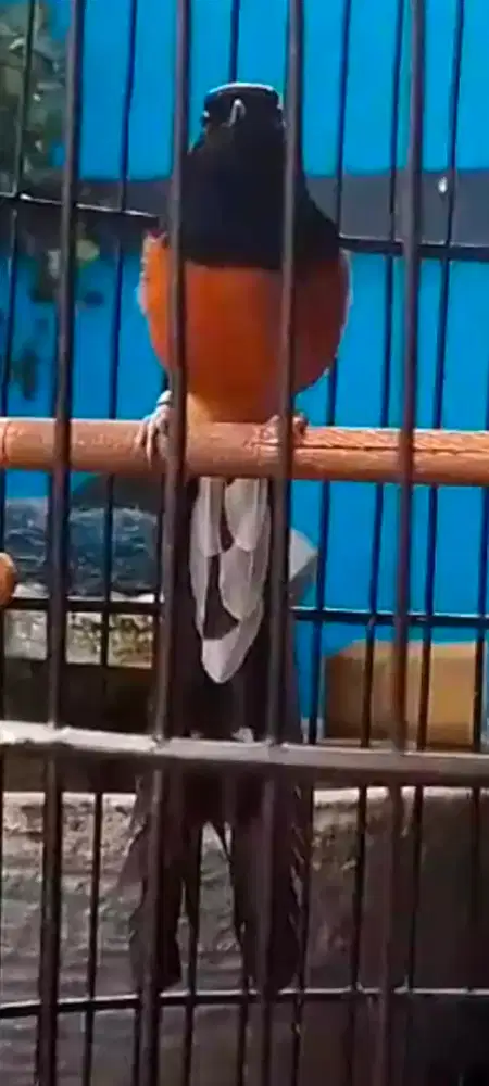 Murai muda trah balak