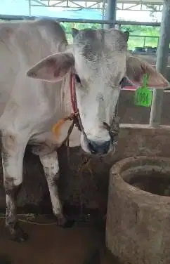 sapi PO ongole jantan 200kiloan siap potong hajatan sedekahan syukuran
