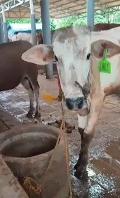 sapi potong jantan 200kiloan 1 tahunan layak potong hajatan sedekahan