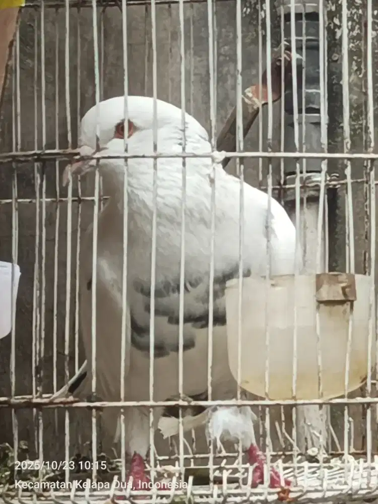 Merpati  gagah jantan