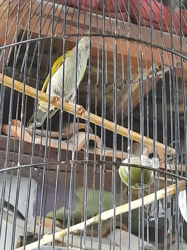 Buat yg minat burung kolibri pijanfung gunung