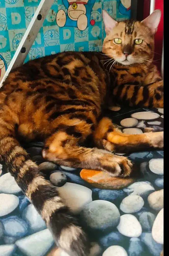 Kucing JANTAN DEWASA