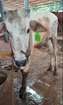 sapi jantan PO 200kiloan ongole layak potong hajatan sedekahan nazar