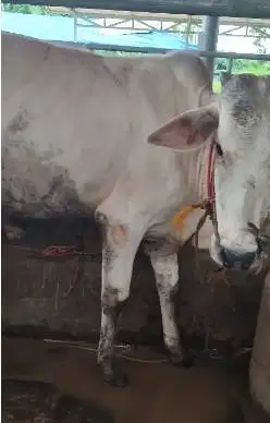 sapi jantan PO 200kiloan ongole layak potong hajatan sedekahan nazar