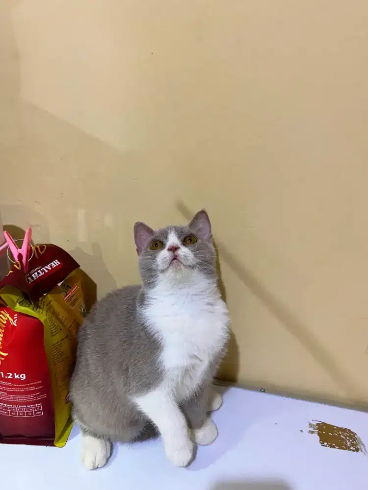 Kitten BSH Lilac bicolour jantan 3 bulan setengah